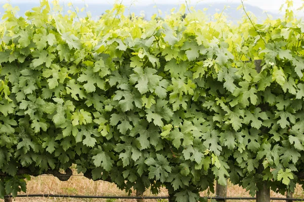 Folhas de uva verde — Fotografia de Stock