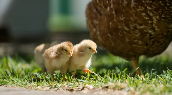 Bebek civcivlerin annelerinin yürüyüş 