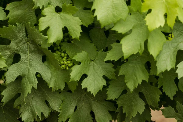 Hojas de uva verde —  Fotos de Stock