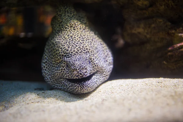 Moray anguila tendida en cueva — Foto de Stock