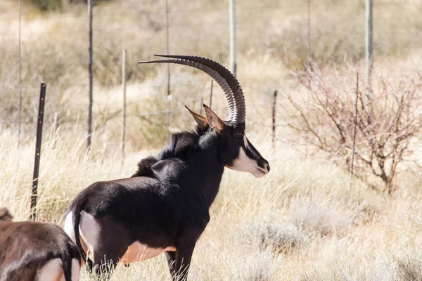Sable antelope in the field — Stock Photo, Image