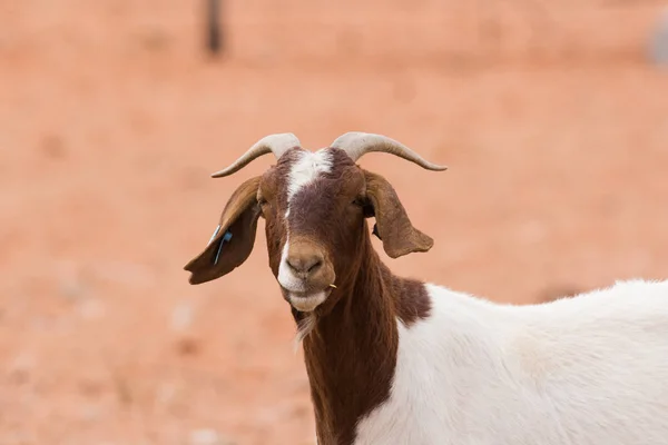 Close up  mother goat — Stock Photo, Image