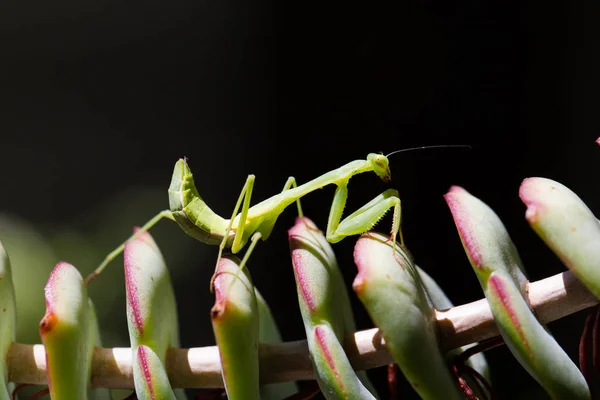 Louva-a-deus caminhando sobre uma planta suculenta . — Fotografia de Stock