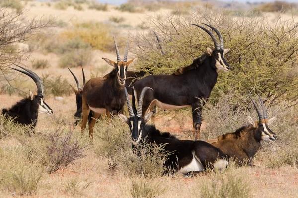 Antilopi a zibellino sul campo — Foto Stock