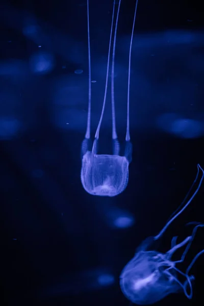 Close up of a poisonous box jellyfish — Stock Photo, Image