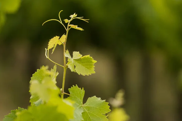 Világos zöld szőlő — Stock Fotó