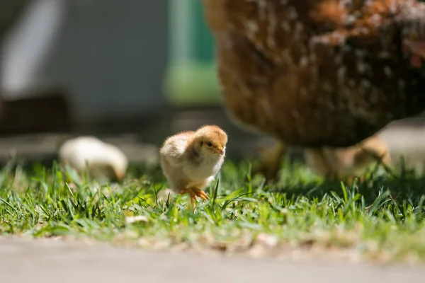 Baby chicks walking with their mother — Stock Photo, Image