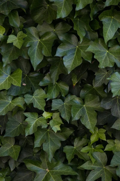 Ivy growing against a white exterior wall — Stock Photo, Image