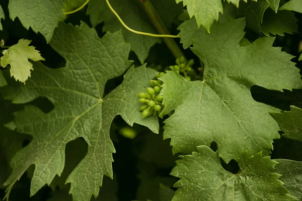 Gröna vinblad — Stockfoto