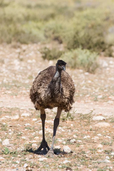 가까이 Emu의 보기 — 스톡 사진