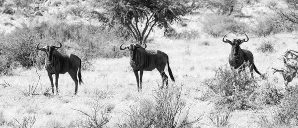 Búfalos africanos no parque nacional — Fotografia de Stock