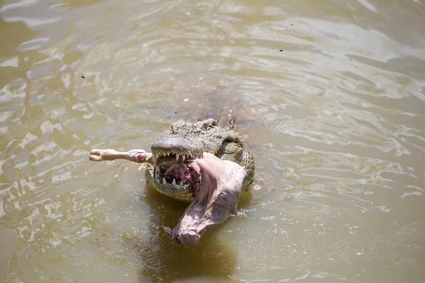 Крупним планом з послугами африканських Нільський Крокодил — стокове фото