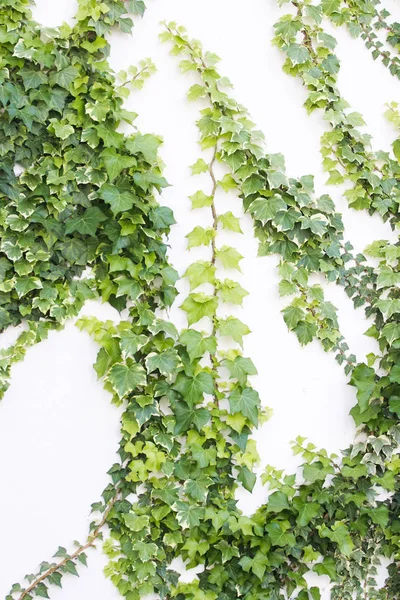 Beyaz bir dış duvar karşı büyüyen Ivy