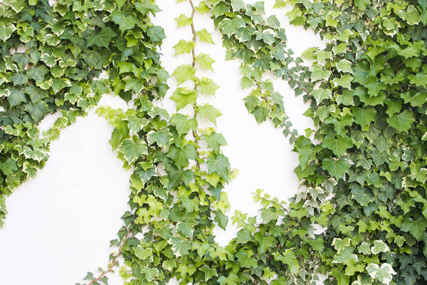 ivy growing against a white exterior wall