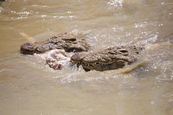 Nilen krokodil i en flod i Afrika — Stockfoto