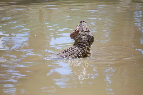 Fechar de um crocodilo africano do Nilo — Fotografia de Stock