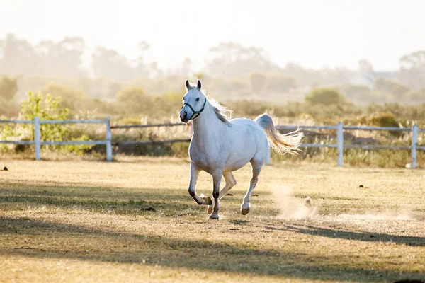 Krásný kůň hraje v Peru — Stock fotografie
