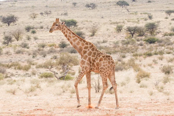 Jirafa caminando en la naturaleza — Foto de Stock