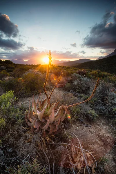 Sonnenuntergang über einer einsamen Aloe auf einem Hügel — Stockfoto