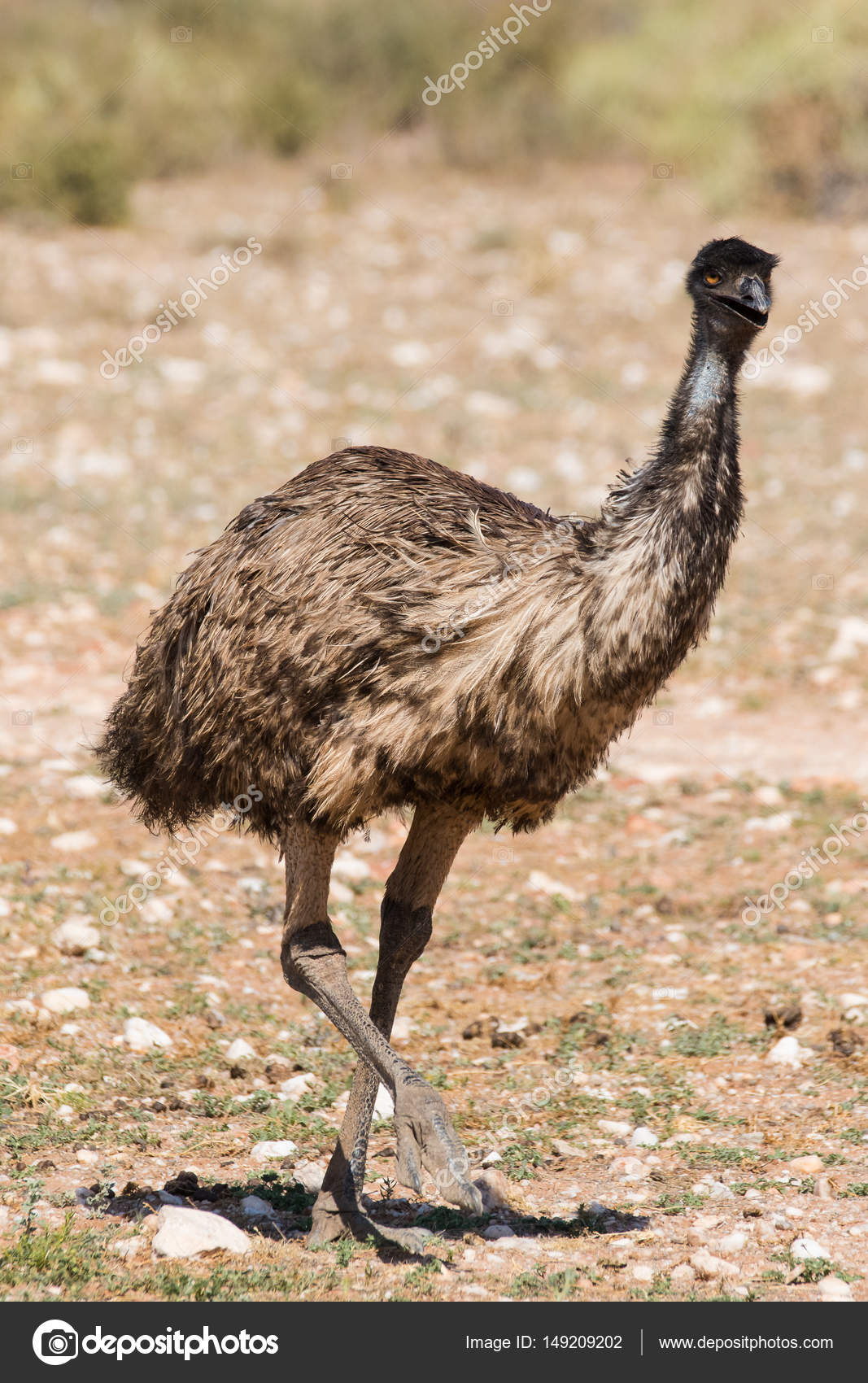 Emu walking in nature — Stock Photo © dewalddewaldkirsten 149209202