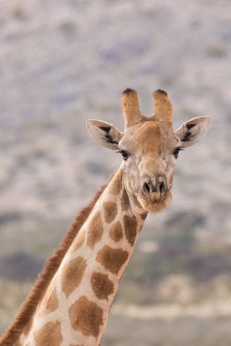  giraffe walking in the wild clipart