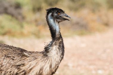  Emu walking in nature clipart