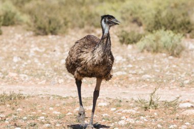  Emu walking in nature clipart