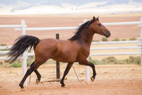 Close up van een grondige gefokt paard — Stockfoto