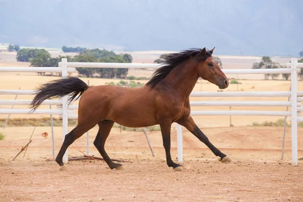 閉じるの徹底した繁殖馬 — ストック写真