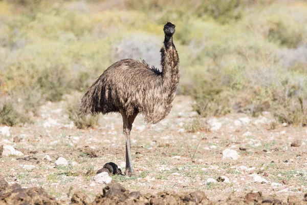 Emu andando na natureza — Fotografia de Stock