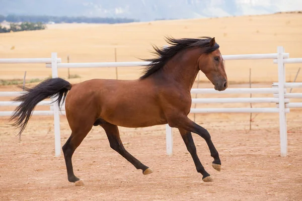 Close up van een grondige gefokt paard — Stockfoto