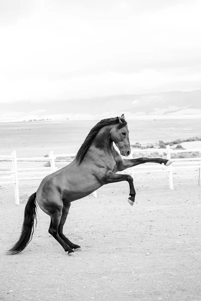 Primo piano di un cavallo allevato a fondo — Foto Stock