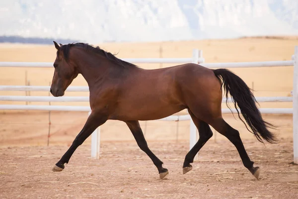 Close up de um cavalo de raça completa — Fotografia de Stock