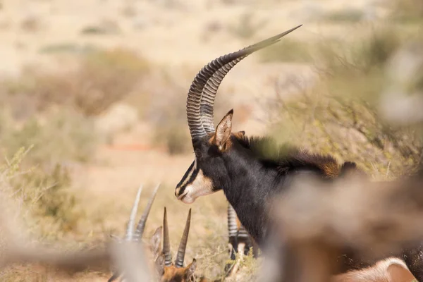 Antilă de masă la o fermă din Africa de Sud — Fotografie, imagine de stoc