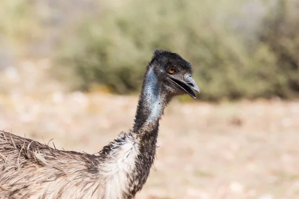 Emu andando na natureza — Fotografia de Stock