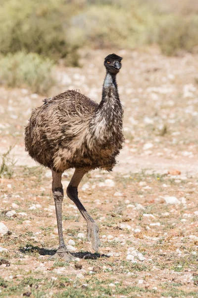 Emu andando na natureza — Fotografia de Stock