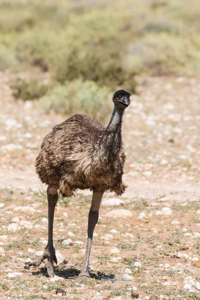 Emu, spacery w przyrodzie — Zdjęcie stockowe