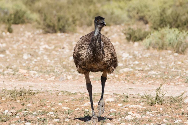 Emu andando na natureza — Fotografia de Stock