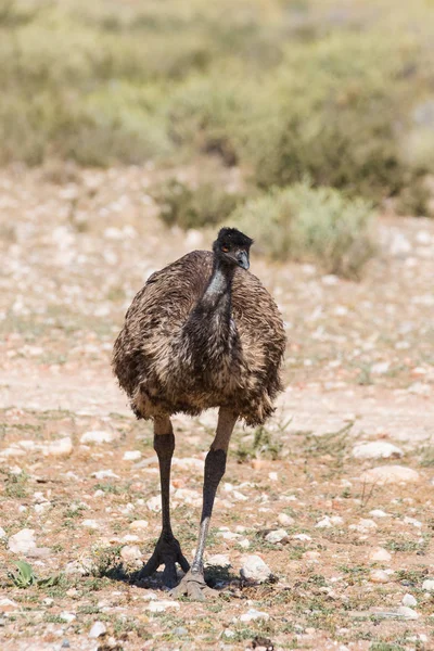 Emu andando na natureza — Fotografia de Stock