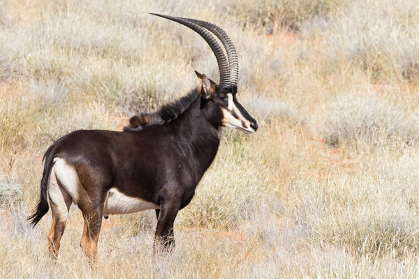 Соболь антилопа на ферме в Южной Африке
