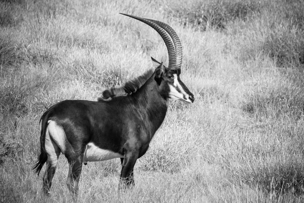 Sable antílope em uma fazenda na África do Sul — Fotografia de Stock