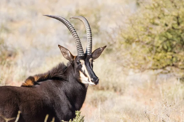 Sable antílope em uma fazenda na África do Sul — Fotografia de Stock