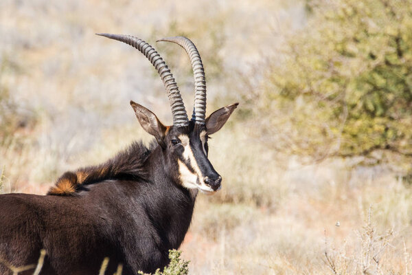 Sable antelope on a farm in South Africa