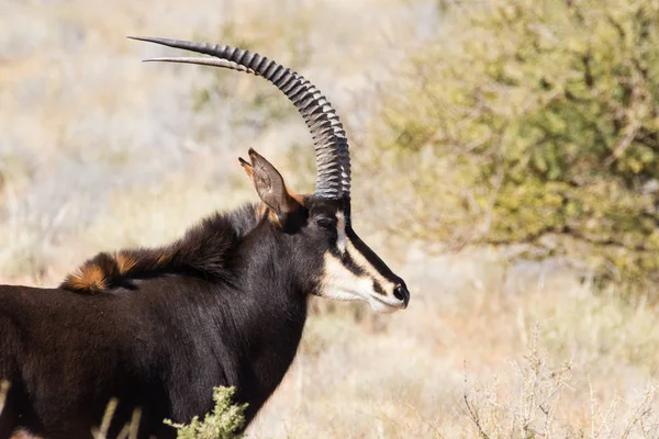 Sable antelope on a farm in South Africa — Stock Photo, Image