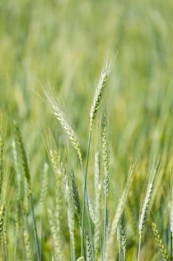 Young green wheat growing clipart