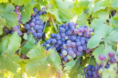 üzüm Breede Vadisi,