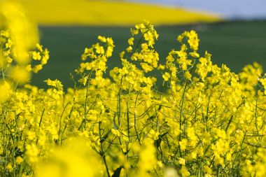 Canola or Rapeseed flowers in a field clipart