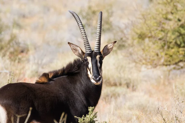 Sable antílope em uma fazenda na África do Sul — Fotografia de Stock