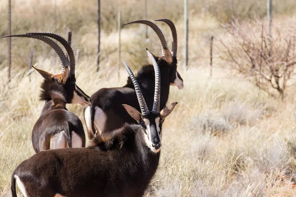 Sable antelopes on a farm in South Africa — Stock Photo, Image