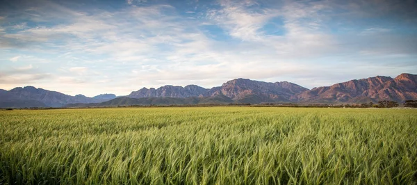 Golden wheat field in South Africa — Stock Photo, Image